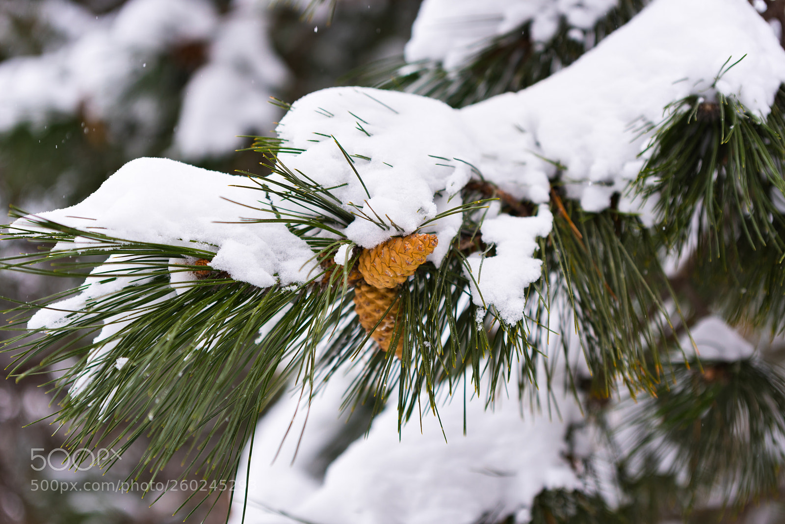Nikon D750 sample photo. Green pine tree under photography
