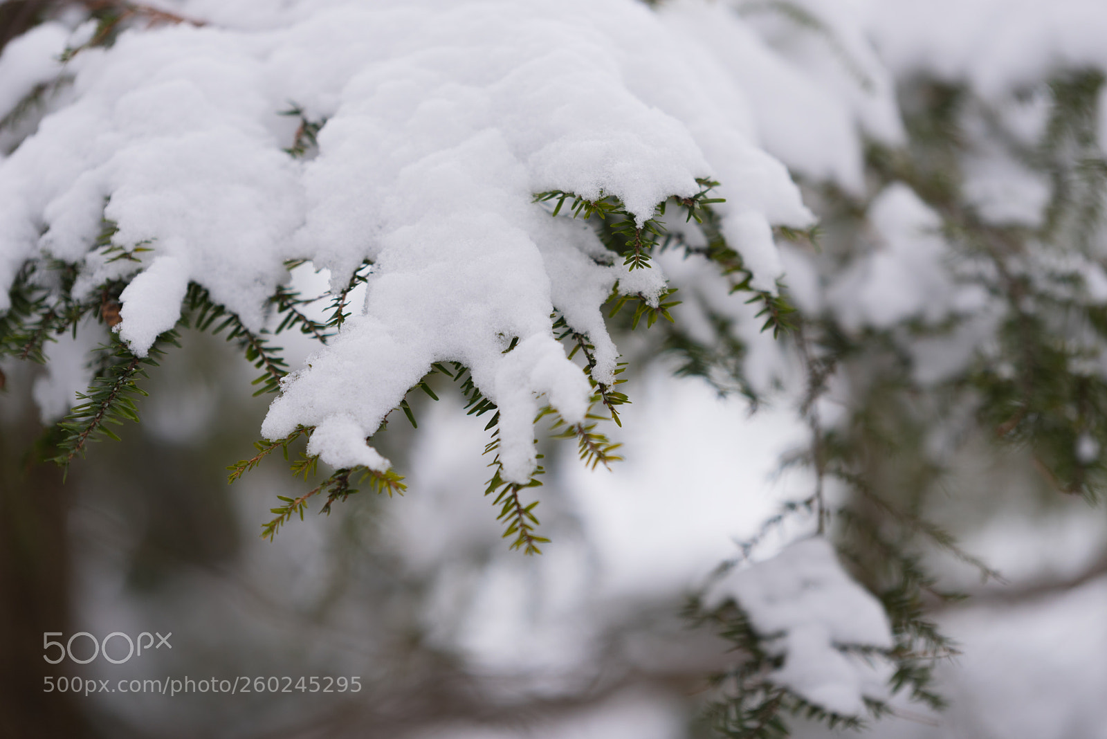 Nikon D750 sample photo. Green pine tree under photography