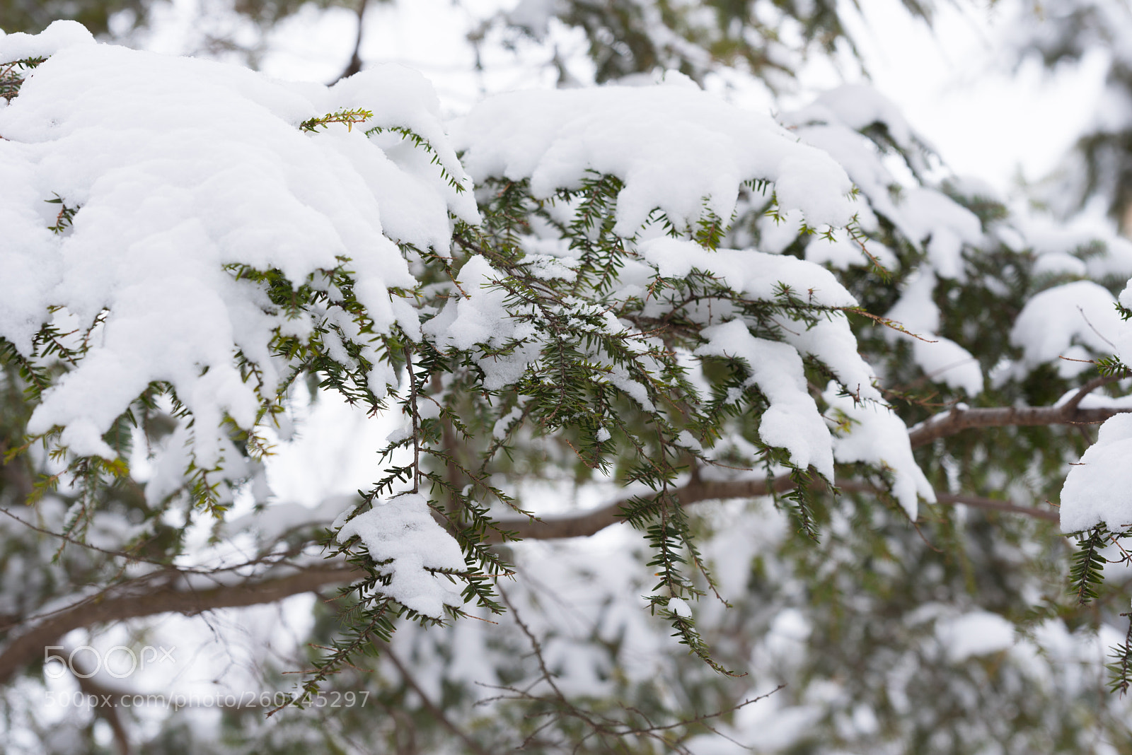 Nikon D750 sample photo. Green pine tree under photography