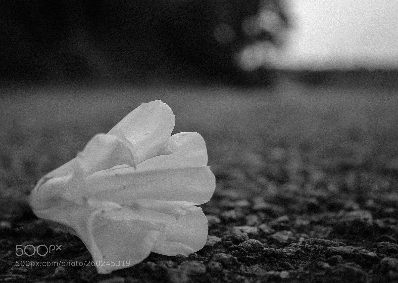 Canon EOS 1200D (EOS Rebel T5 / EOS Kiss X70 / EOS Hi) sample photo. Fallen flower photography