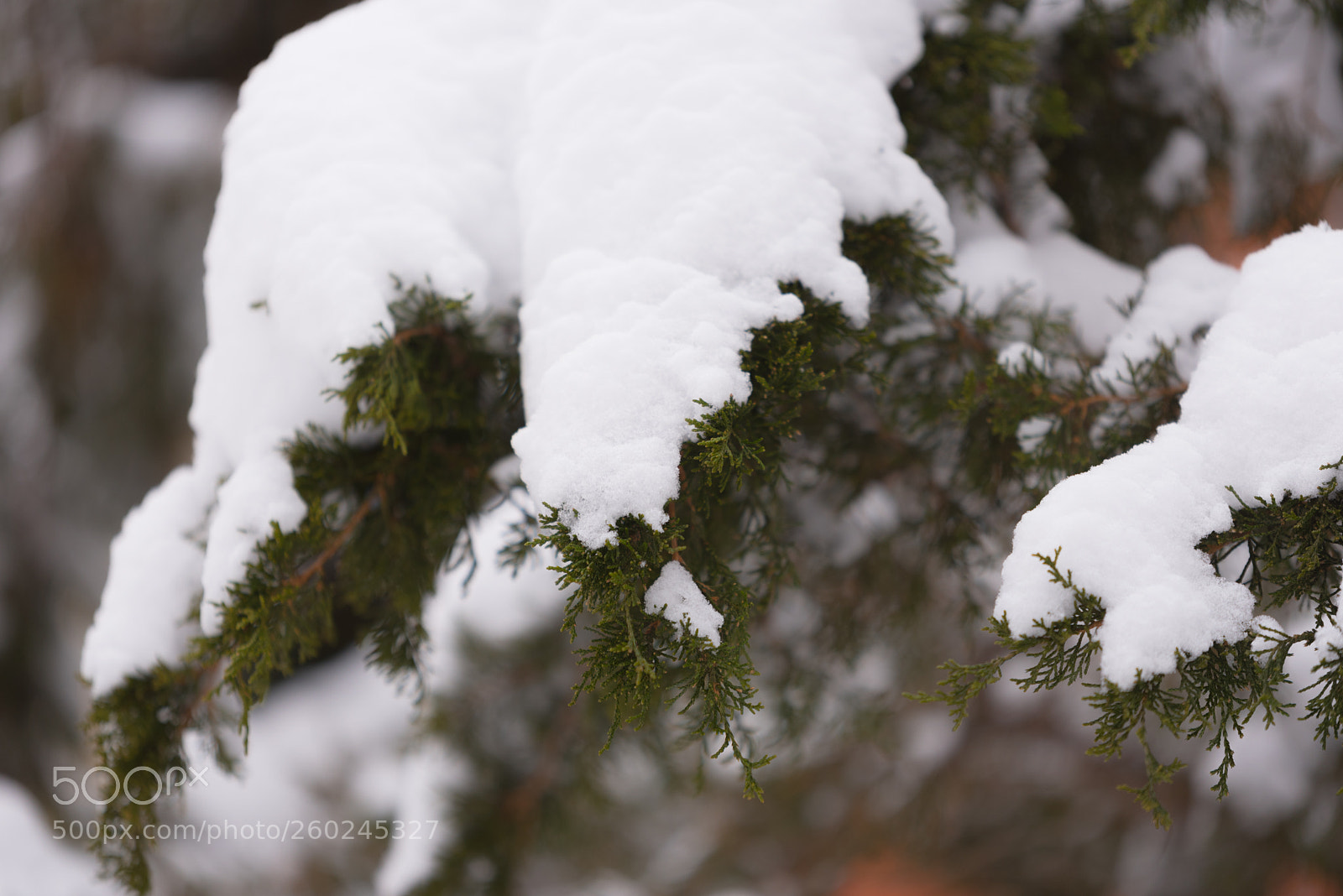 Nikon D750 sample photo. Green pine tree under photography