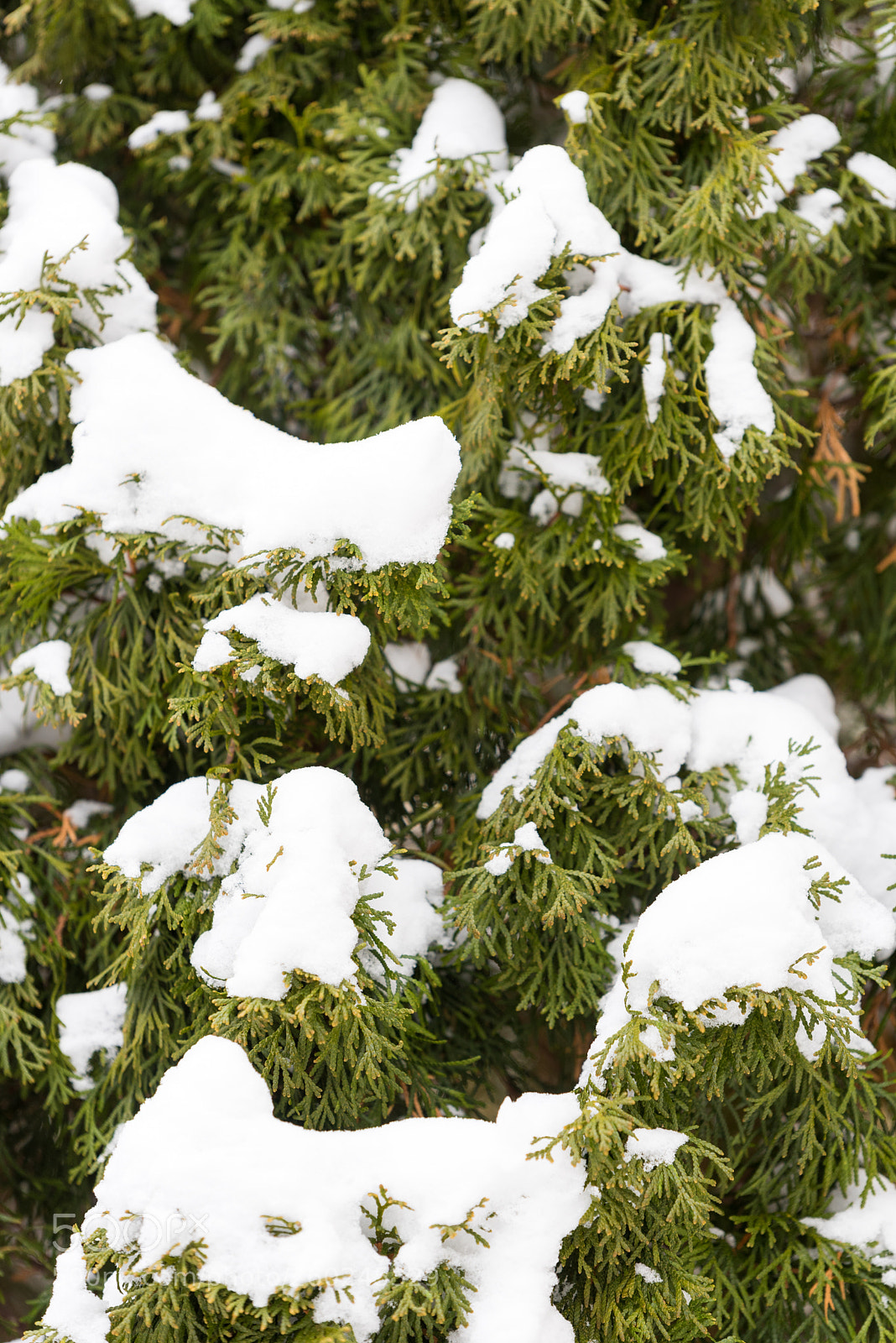 Nikon D750 sample photo. Green pine tree under photography