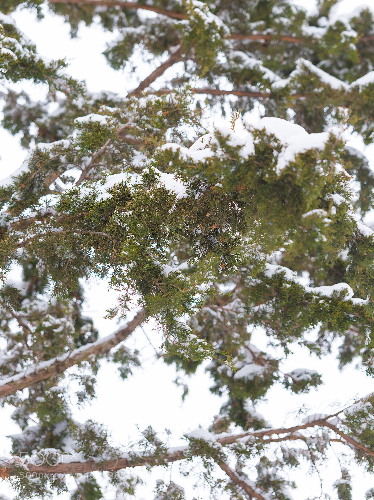 Nikon D750 sample photo. Green pine tree under photography