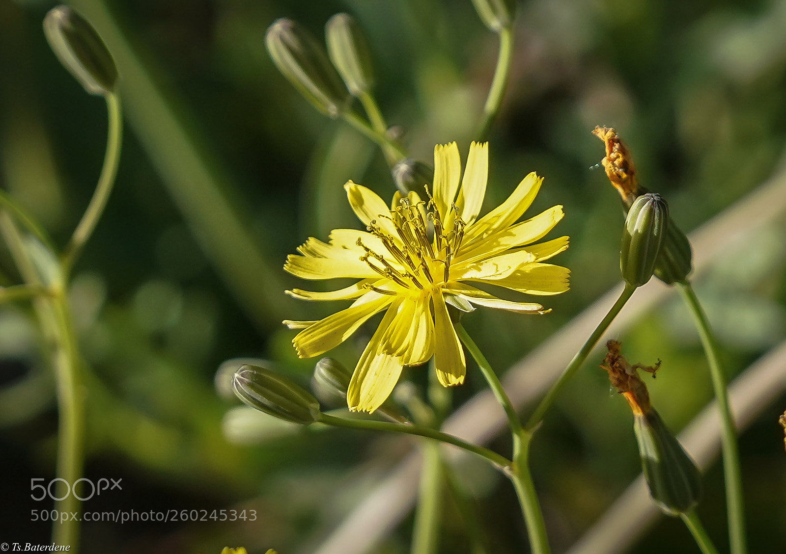 Sony a7R III sample photo. My lovely flower photography
