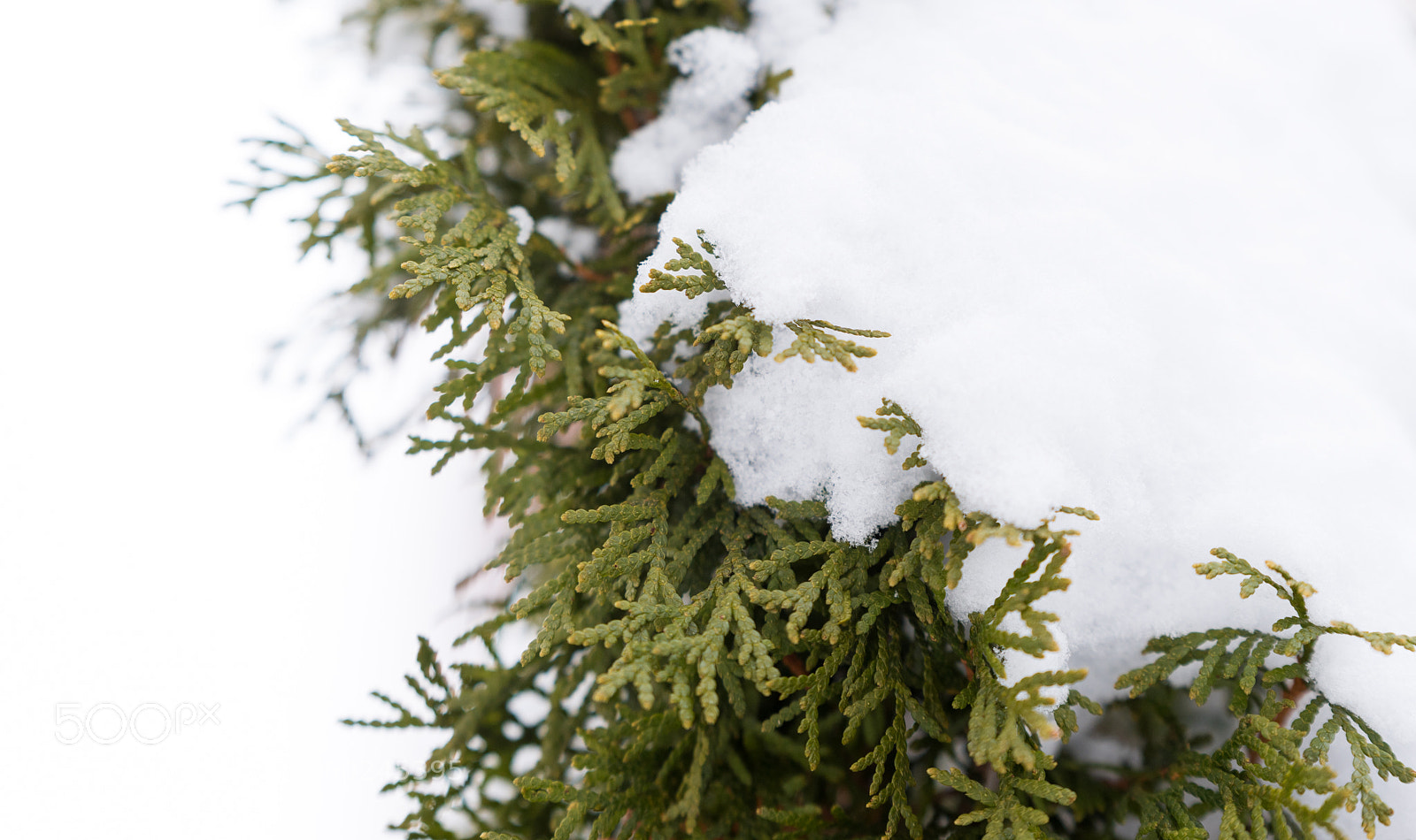 Nikon D750 sample photo. Green pine tree under photography