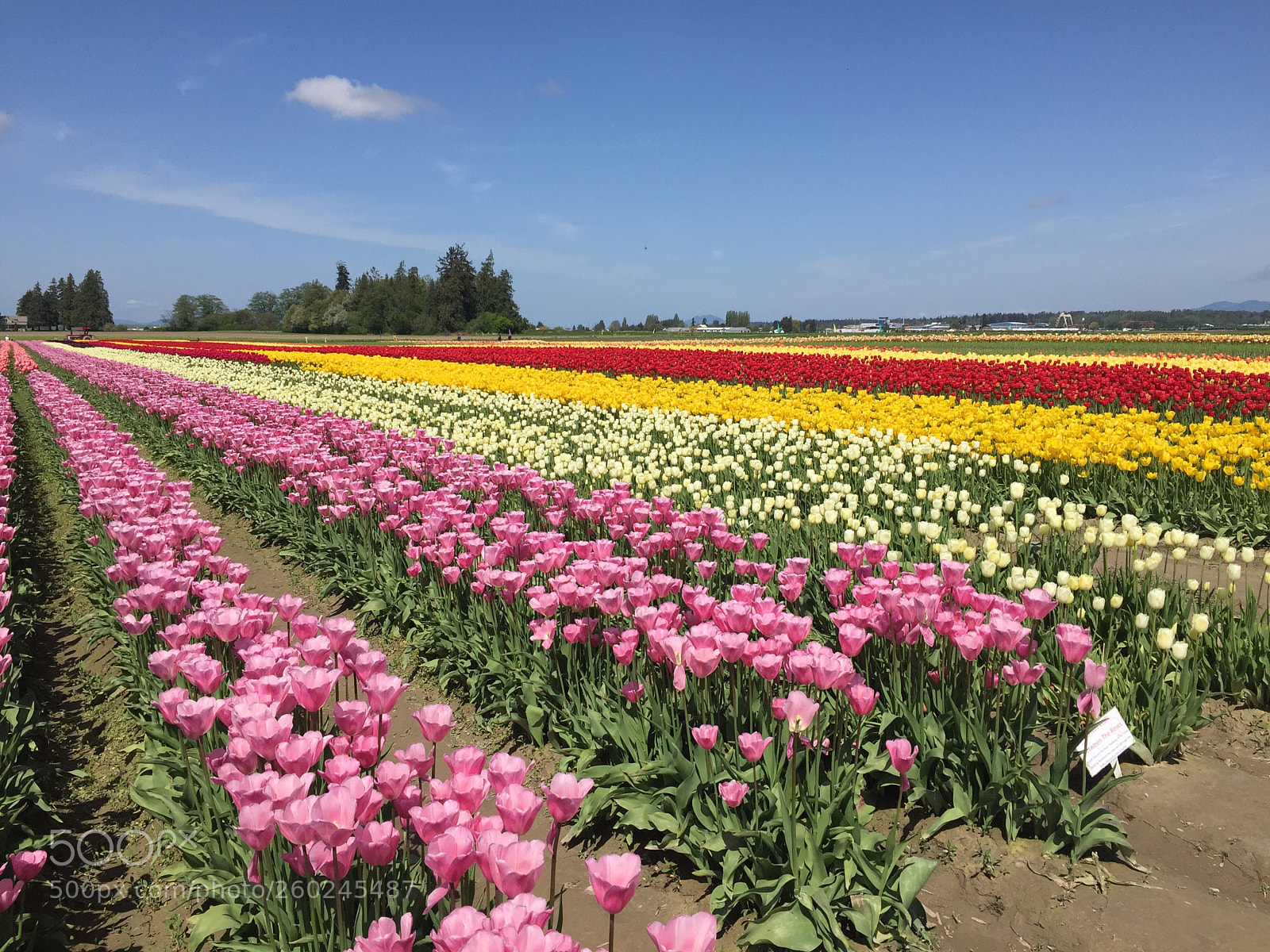 Apple iPhone 6 sample photo. Skagit tulips photography