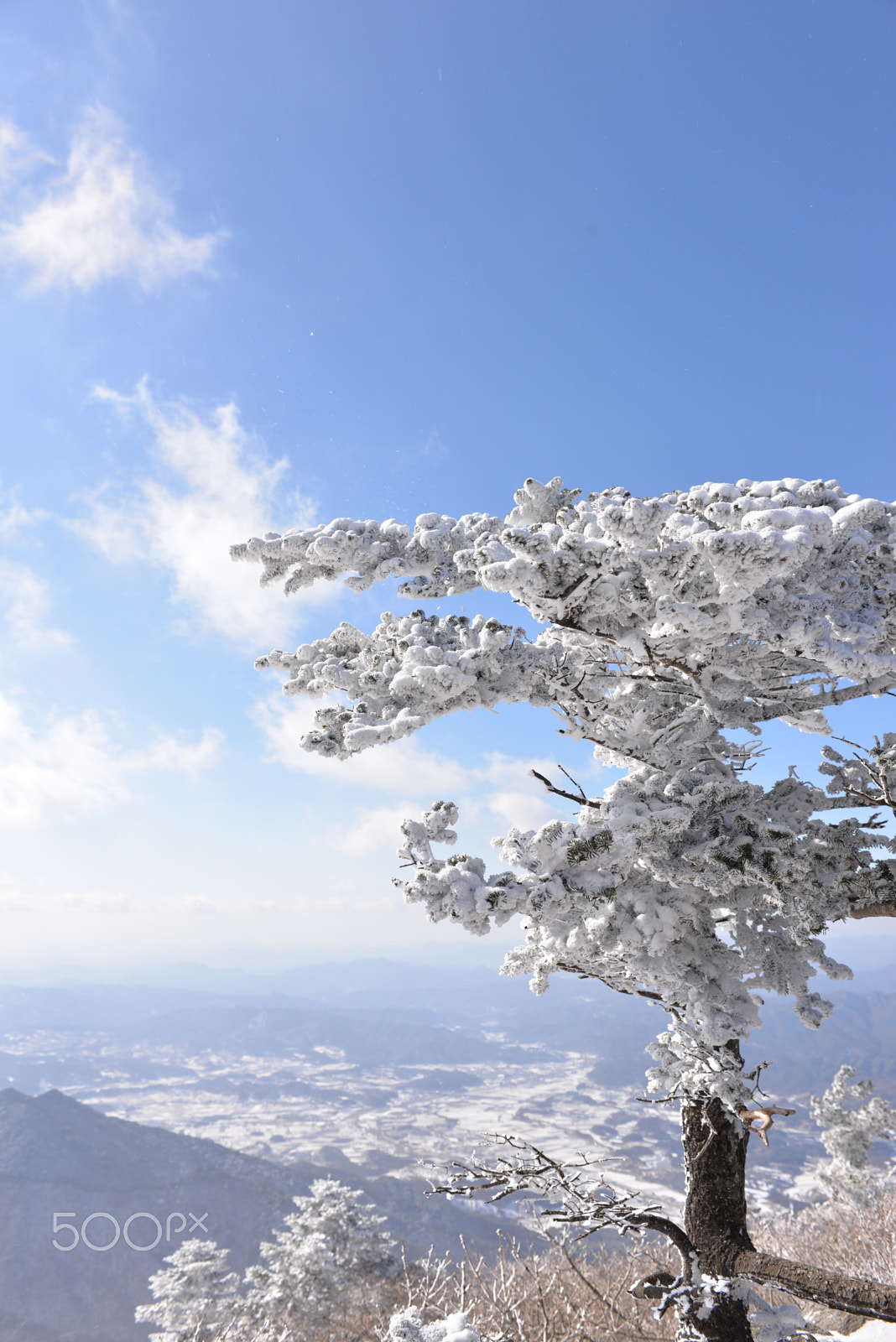 Nikon D610 sample photo. Snow with tree photography