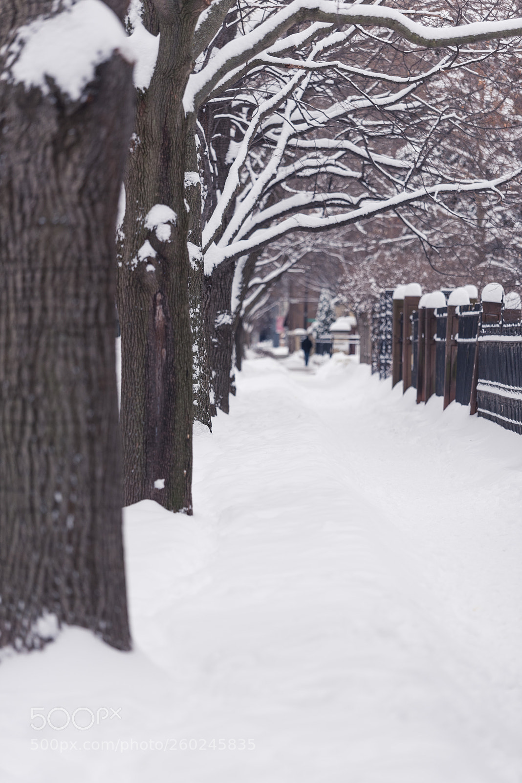 Nikon D750 sample photo. Trees on a city photography