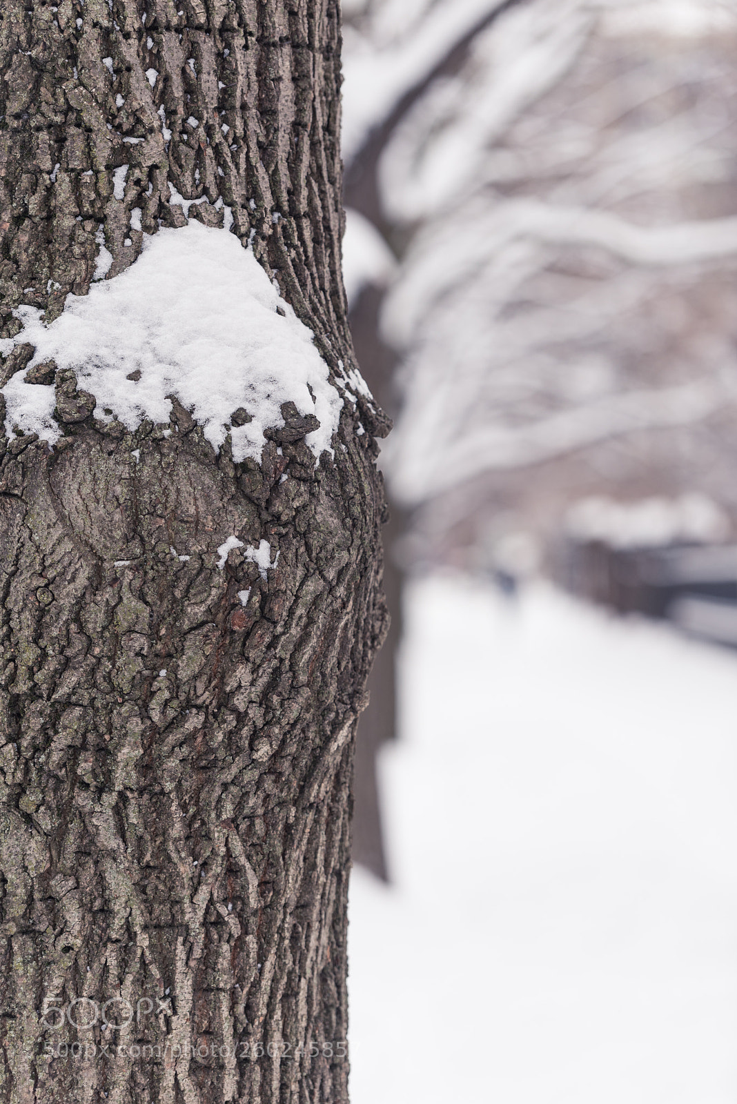 Nikon D750 sample photo. Trees on a city photography
