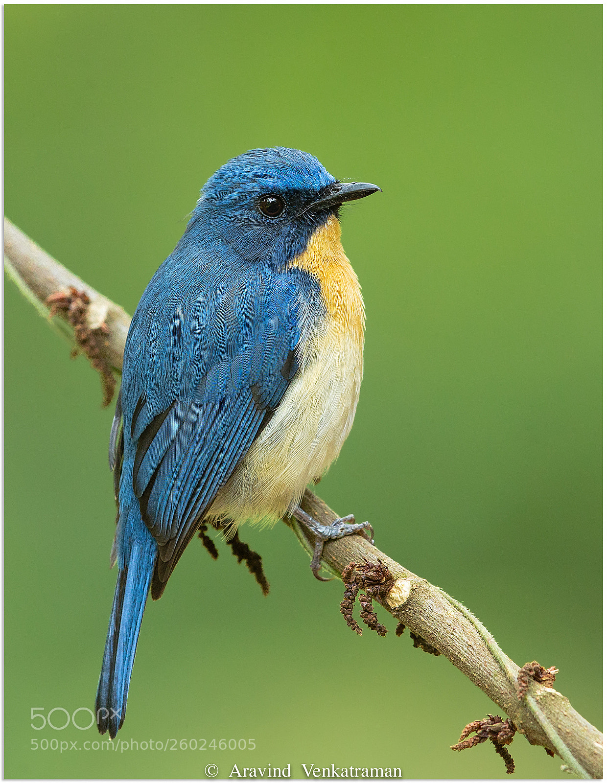 Canon EOS-1D X sample photo. Tickell's blue flycatcher photography
