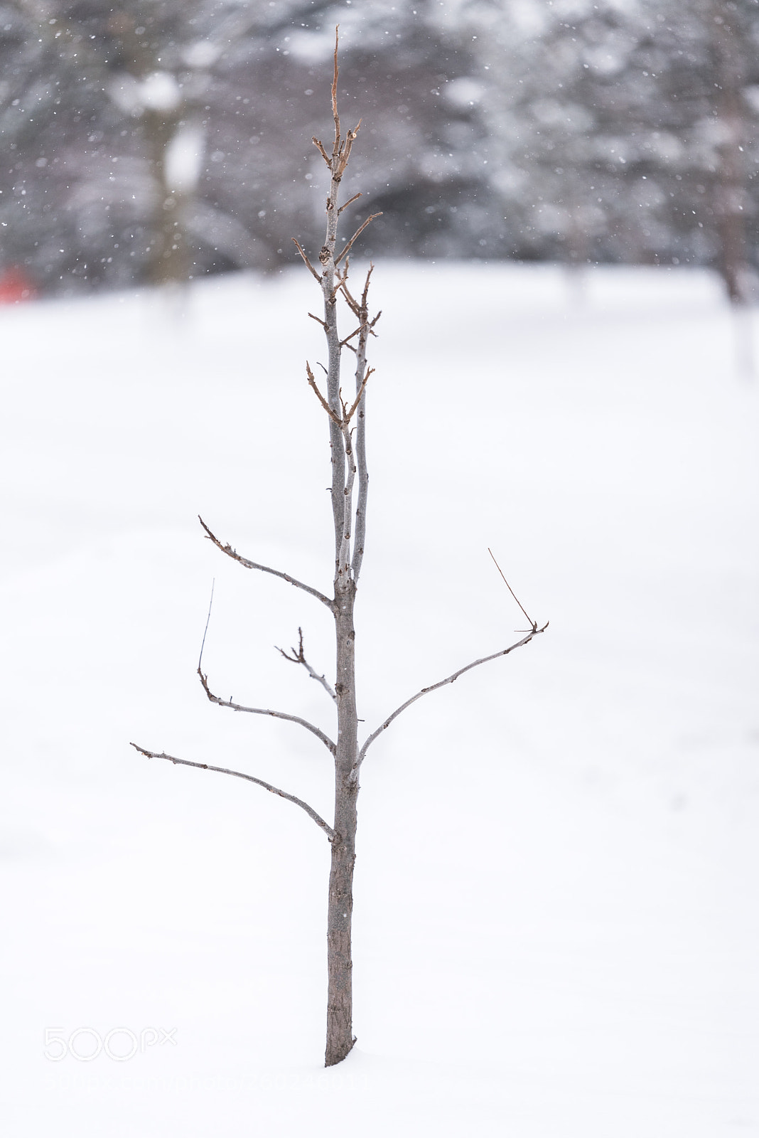 Nikon D750 sample photo. Young tree with no photography