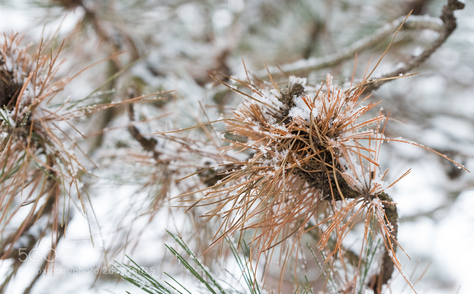 Nikon D750 sample photo. Fir cones under a photography