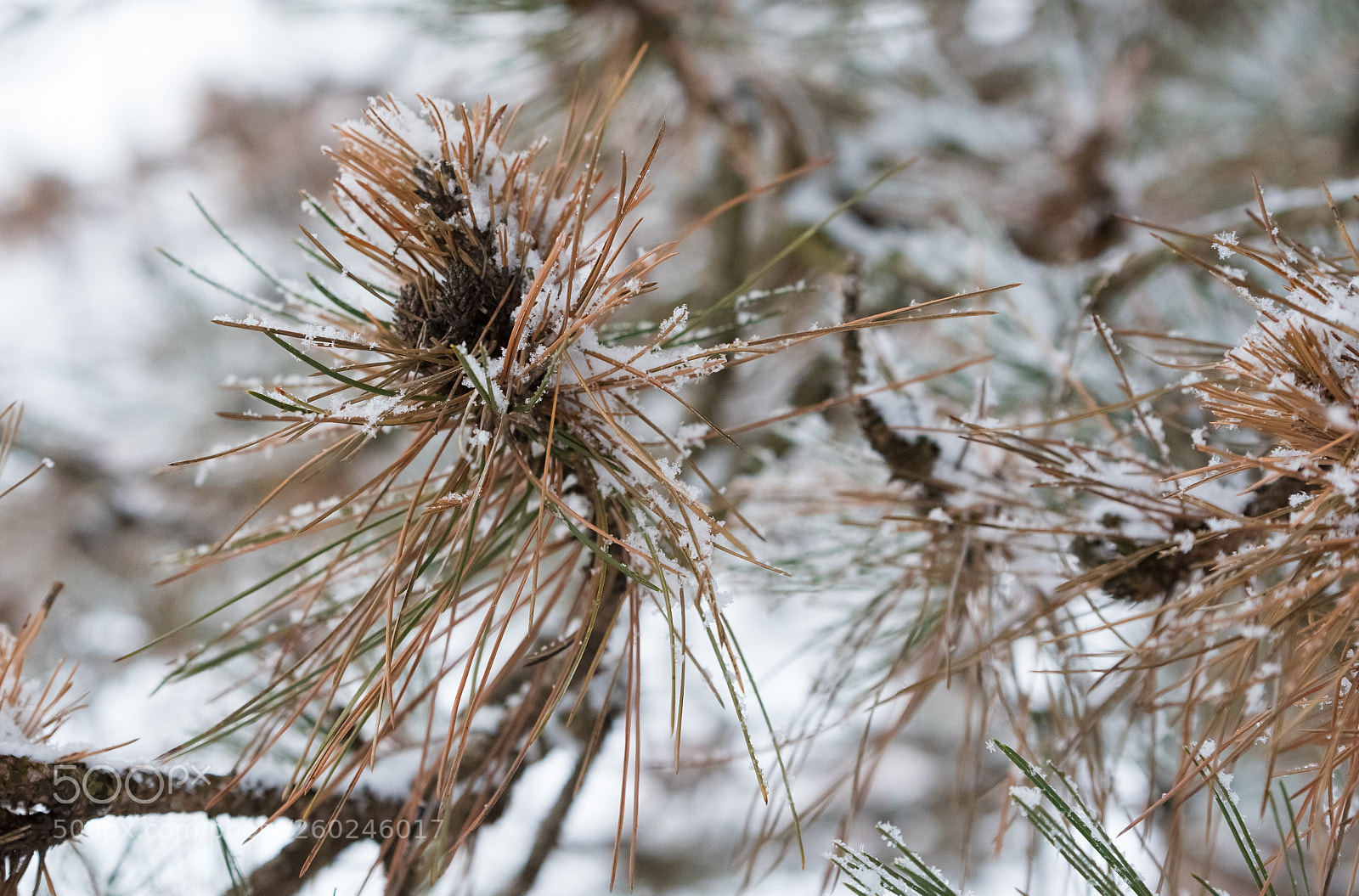 Nikon D750 sample photo. Fir cones under a photography