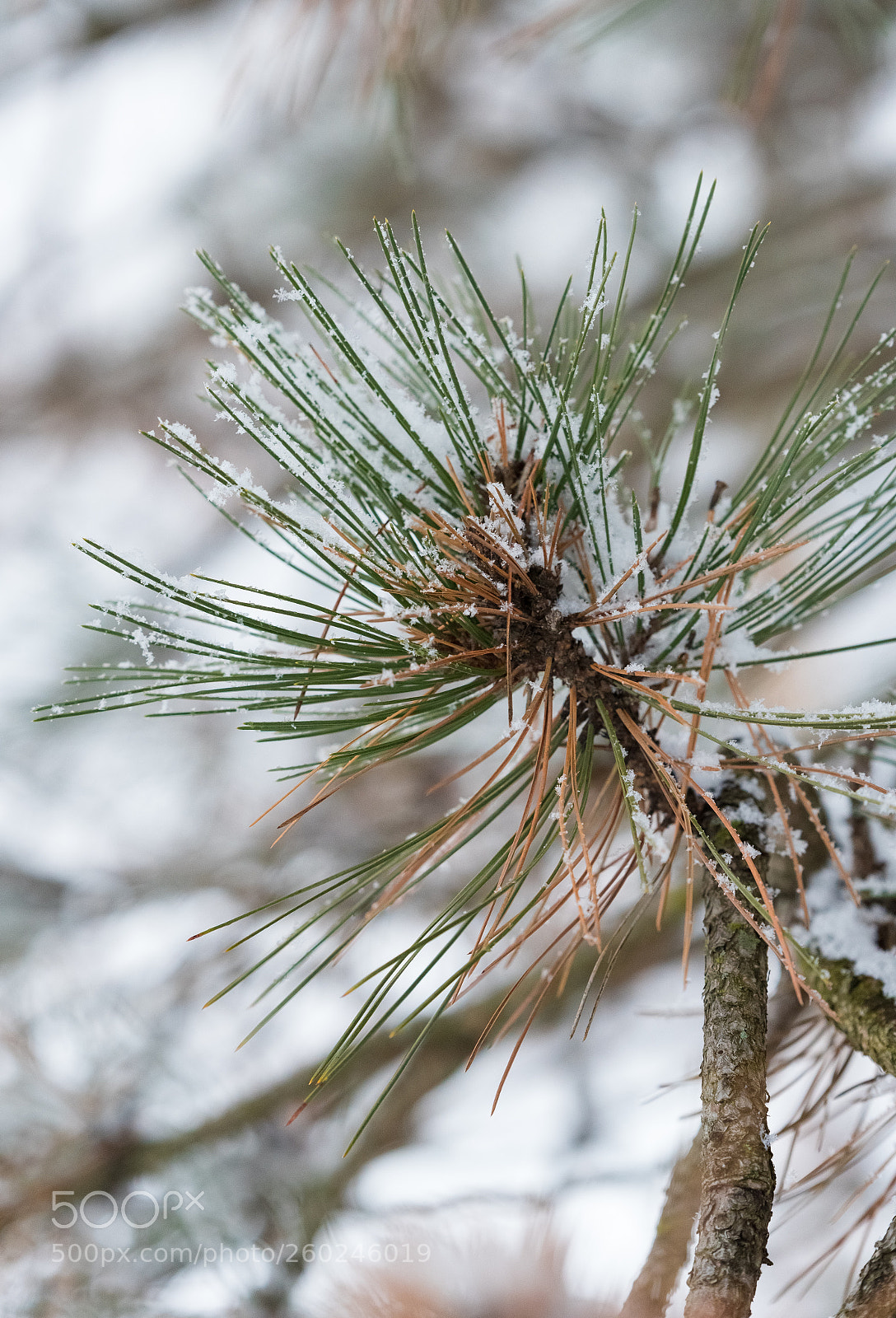 Nikon D750 sample photo. Fir cones under a photography