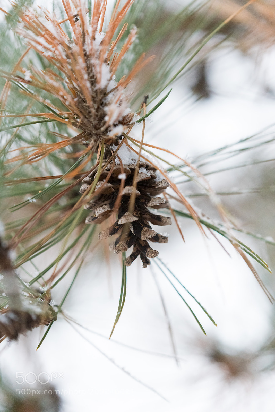 Nikon D750 sample photo. Fir cones under a photography