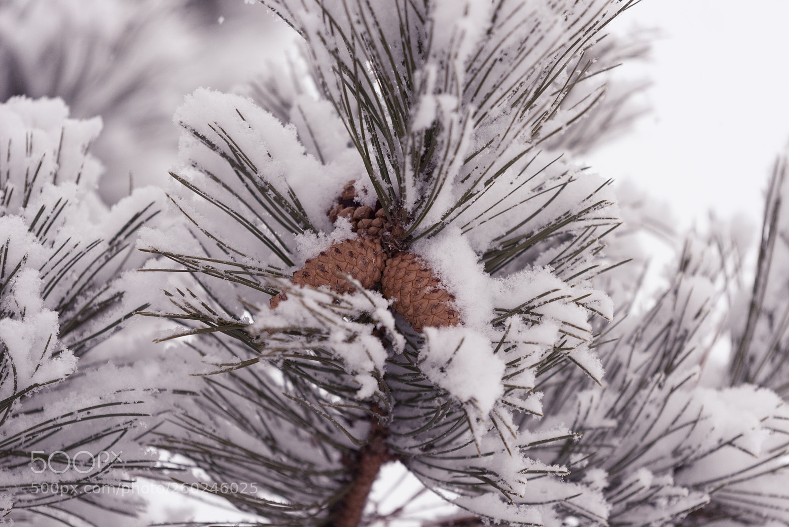 Nikon D750 sample photo. Fir cones under a photography