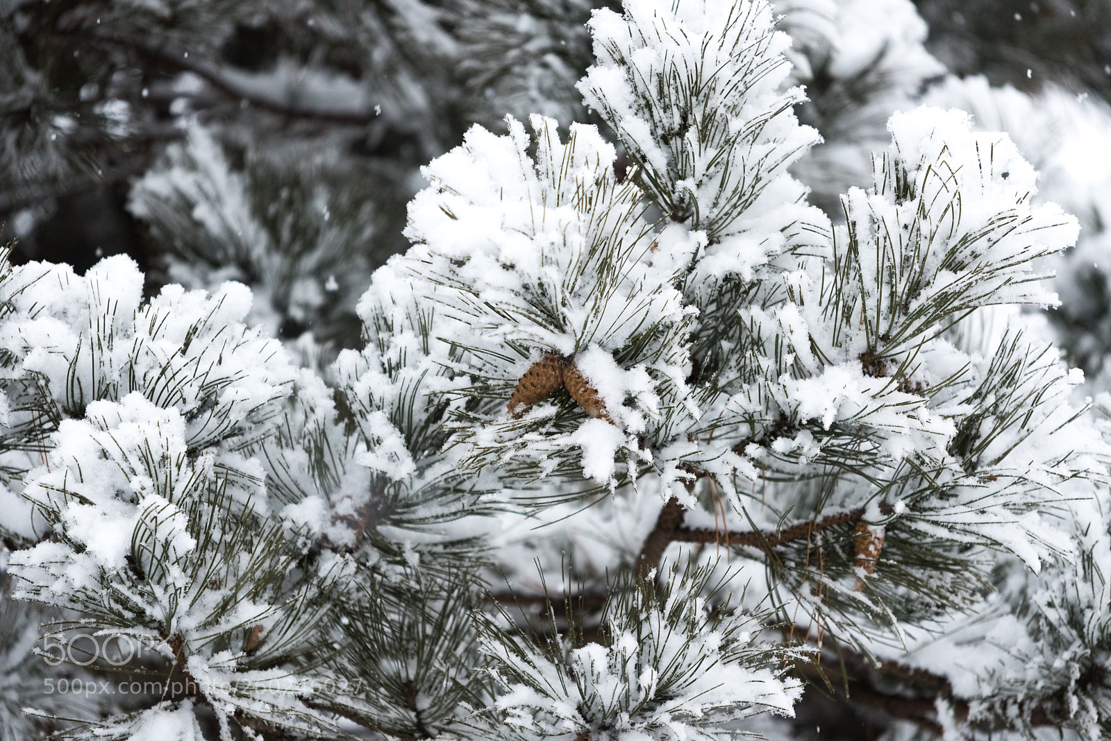 Nikon D750 sample photo. Fir cones under a photography