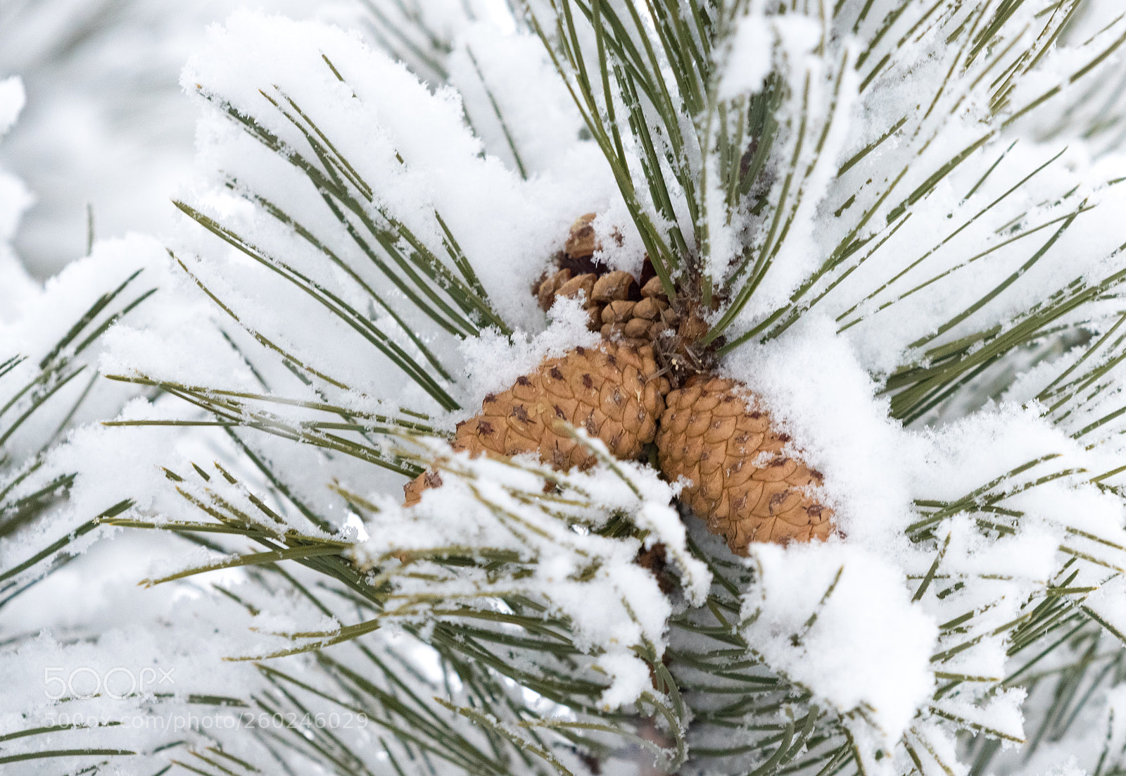 Nikon D750 sample photo. Fir cones under a photography