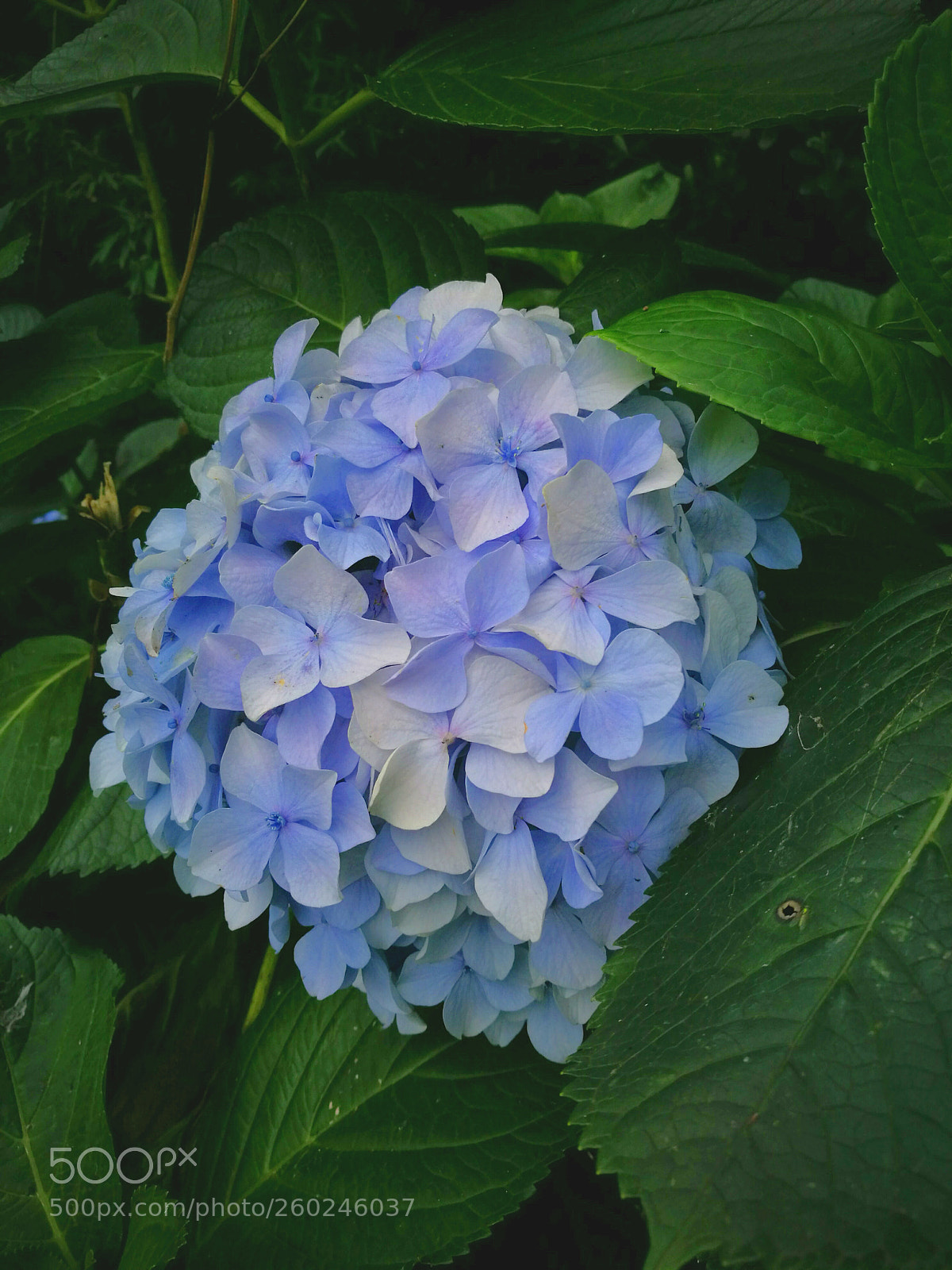 HUAWEI P9 sample photo. Flowers of wuxi, 2016 photography