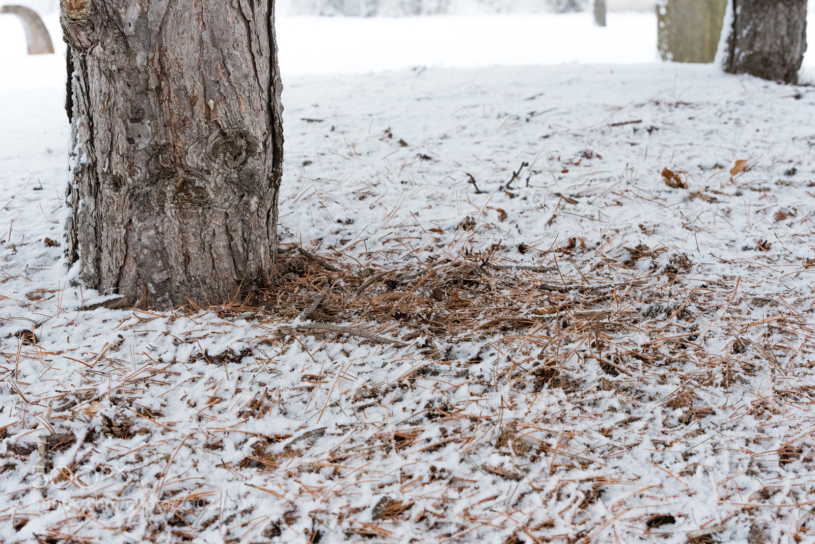 Nikon D750 sample photo. Fir cones under a photography