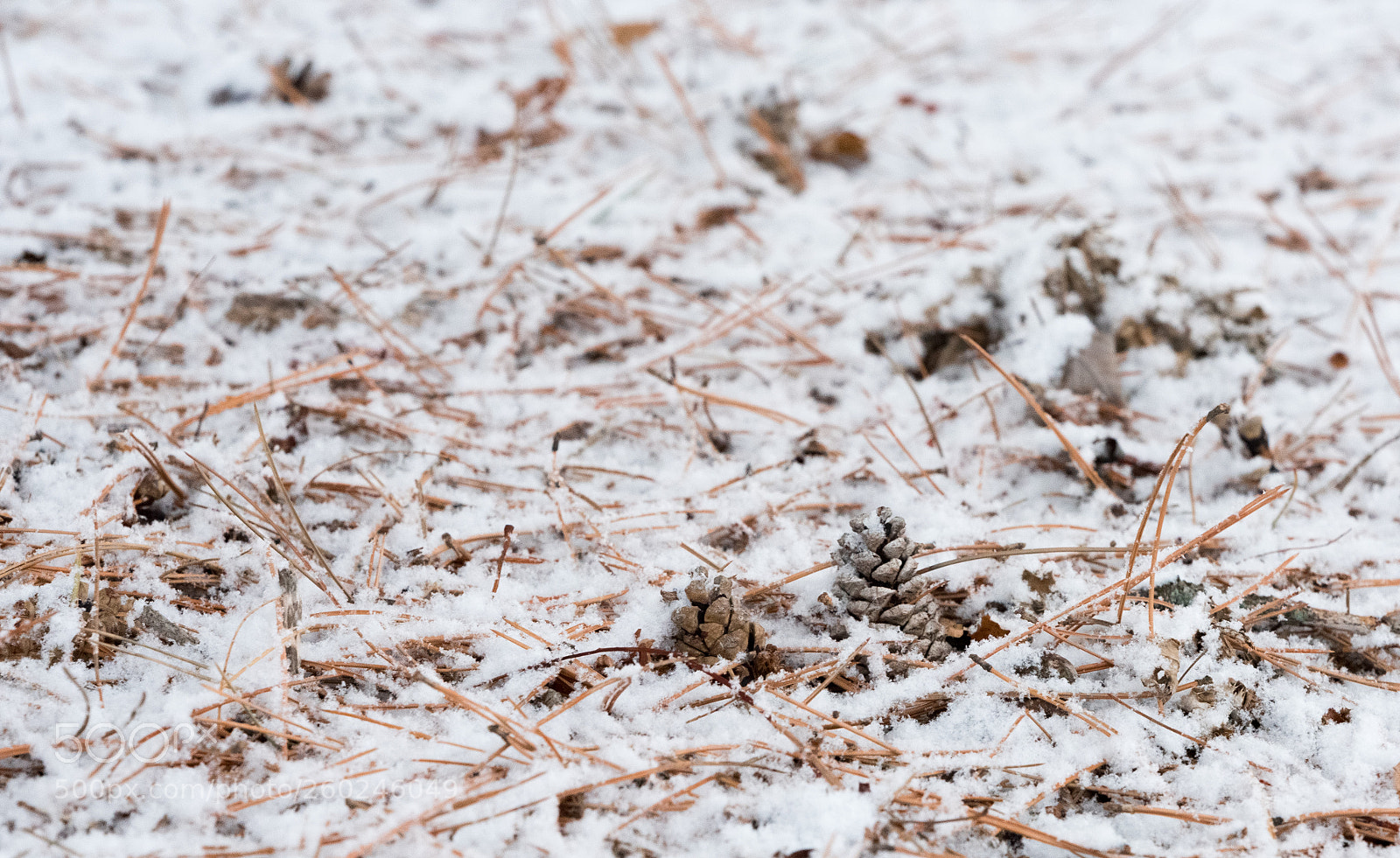 Nikon D750 sample photo. Fir cones under a photography