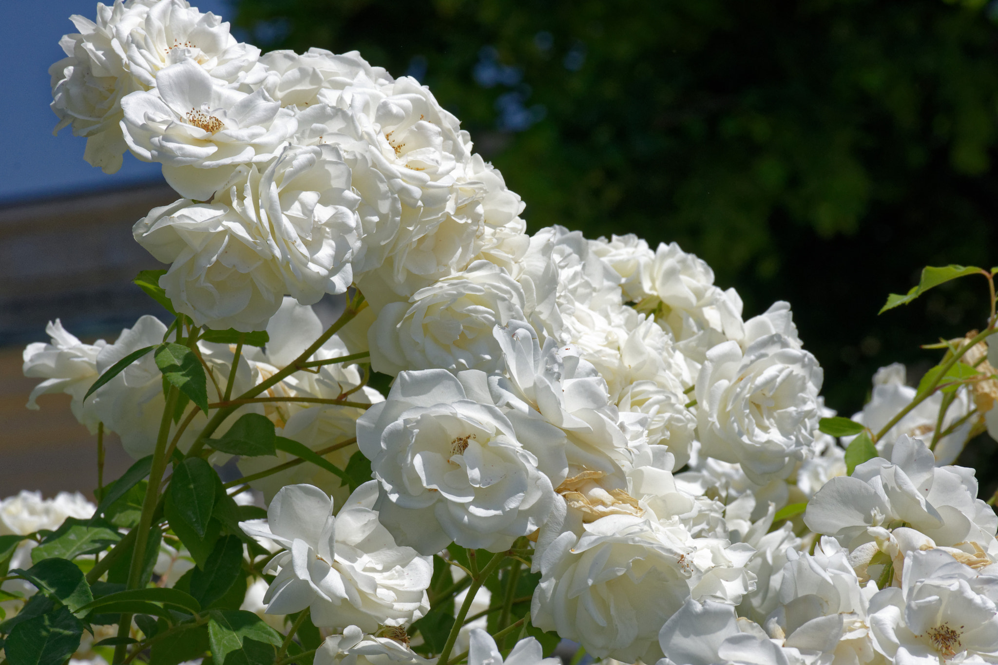 Nikon D7200 sample photo. White roses photography