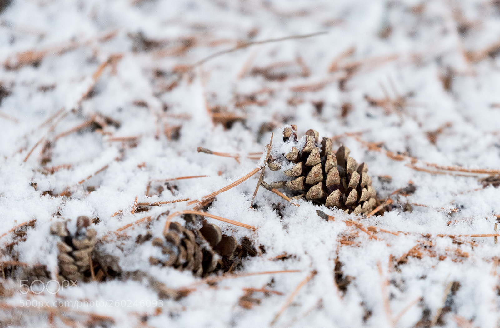 Nikon D750 sample photo. Fir cones under a photography