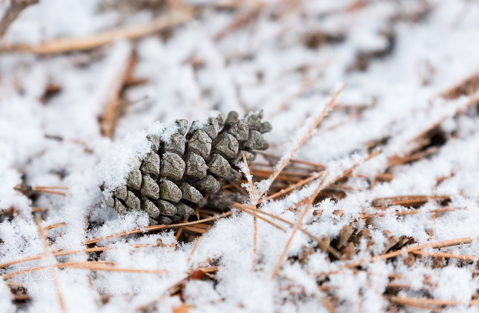 Nikon D750 sample photo. Fir cones under a photography