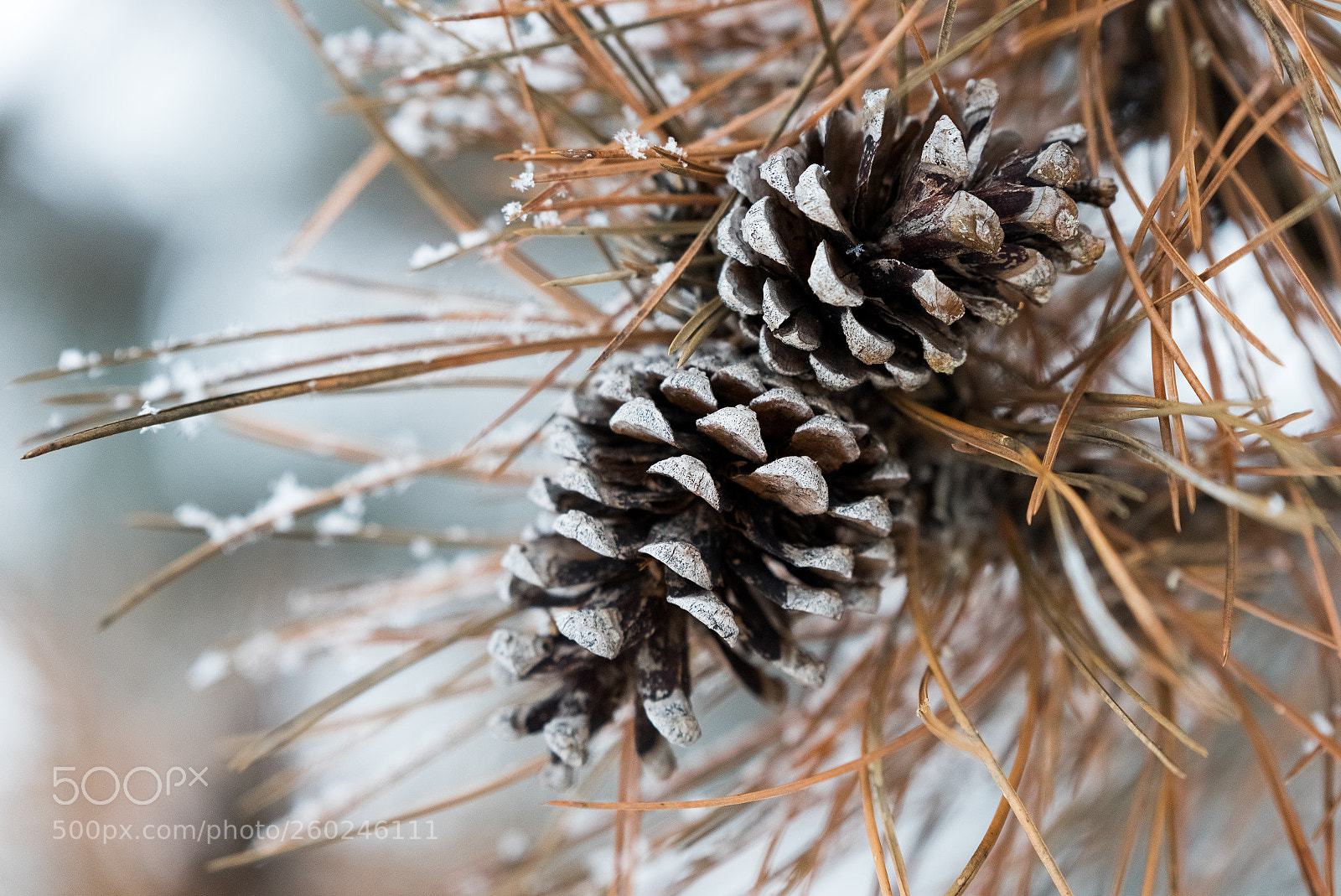 Nikon D750 sample photo. Fir cones under a photography