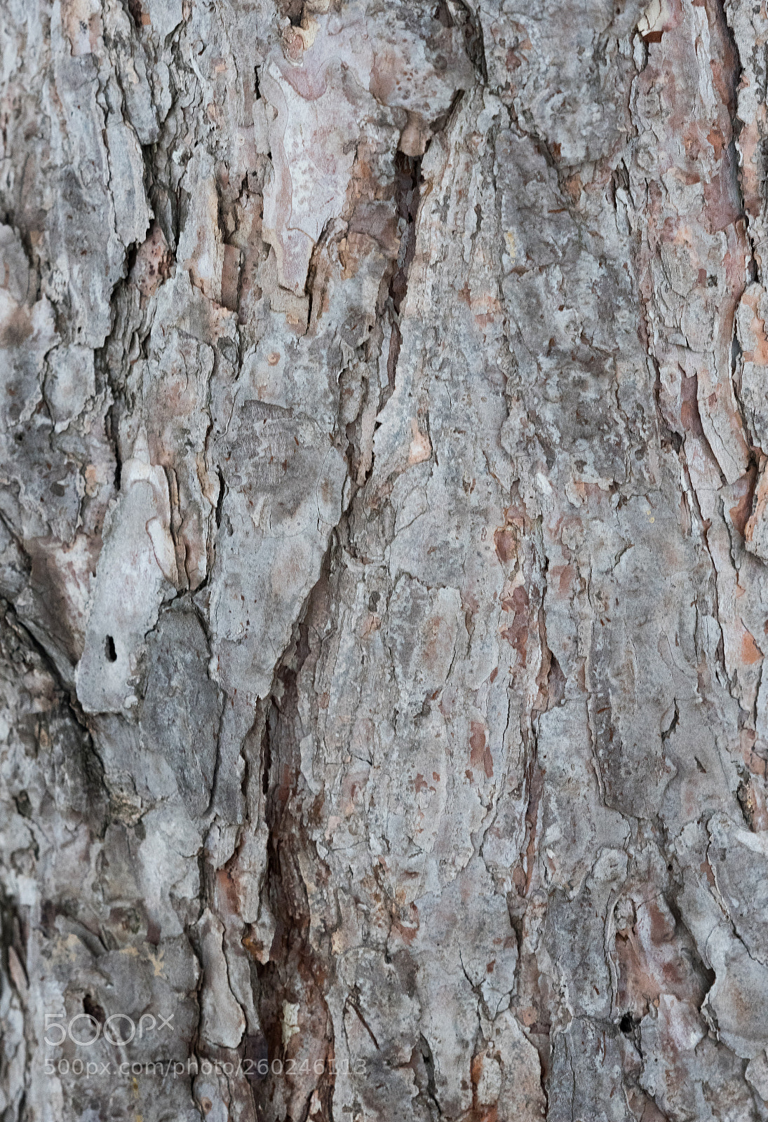 Nikon D750 sample photo. Grey tree bark photography
