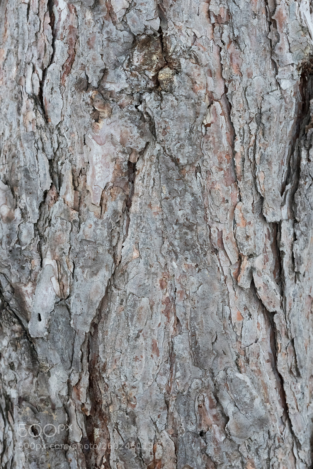Nikon D750 sample photo. Grey tree bark photography