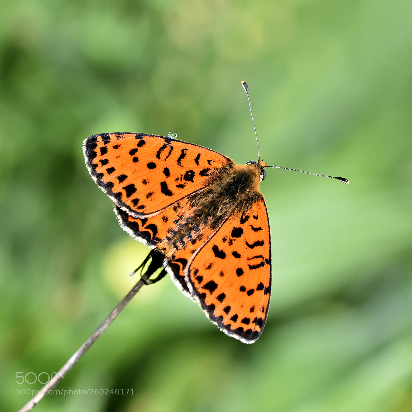 Nikon D7200 sample photo. Equilibre photography