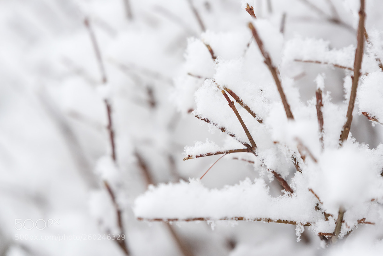 Nikon D750 sample photo. Tree branches under a photography