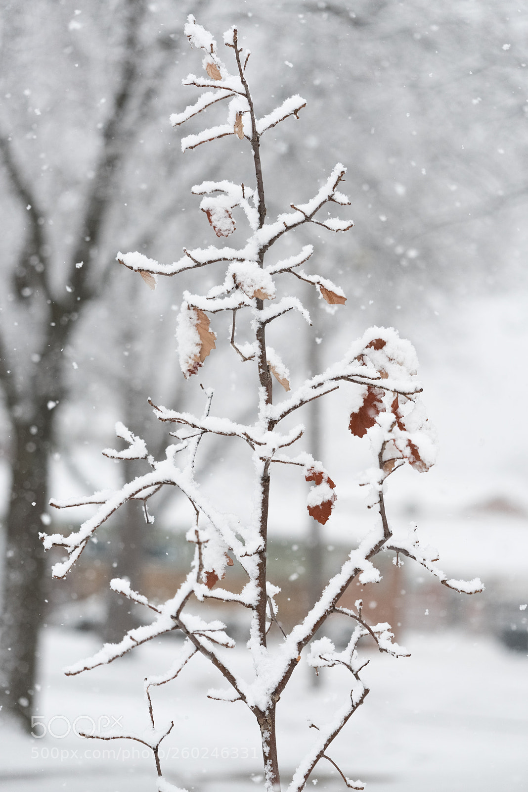 Nikon D750 sample photo. Tree branches under a photography