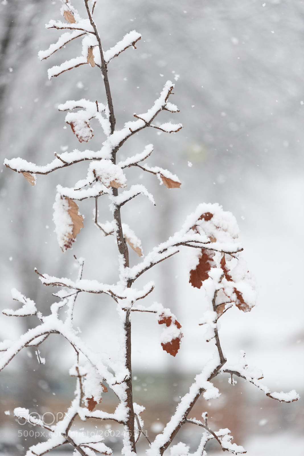 Nikon D750 sample photo. Tree branches under a photography