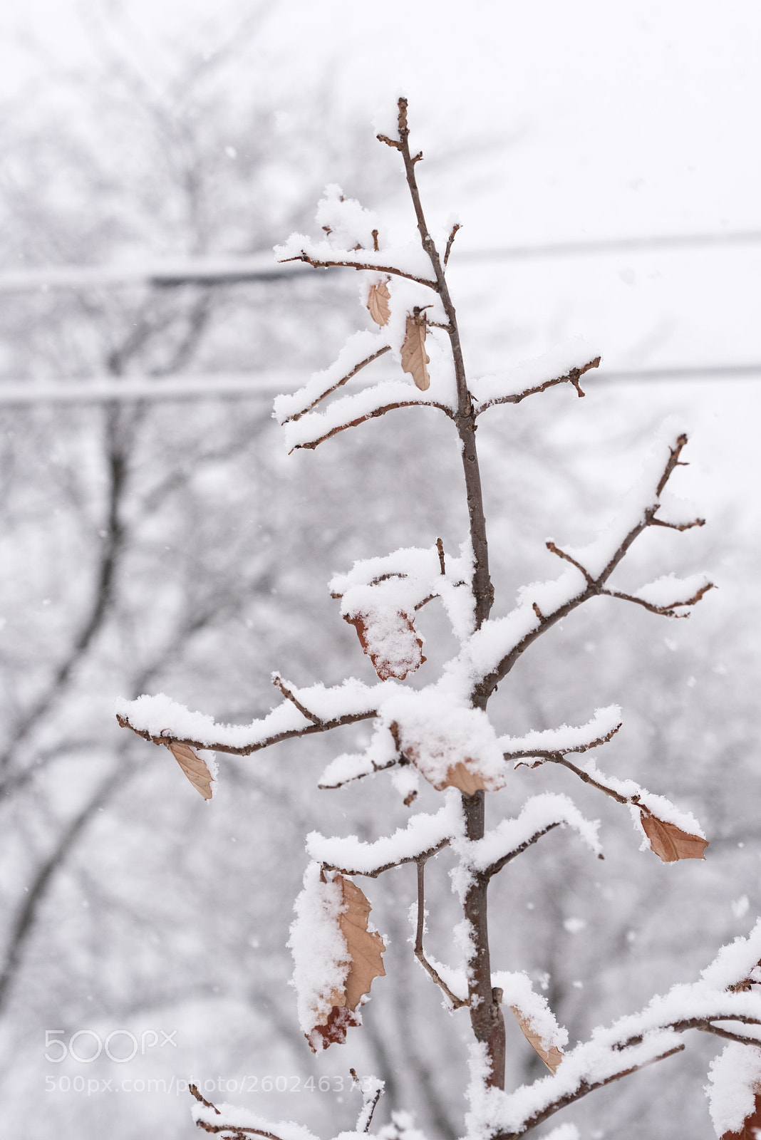 Nikon D750 sample photo. Tree branches under a photography