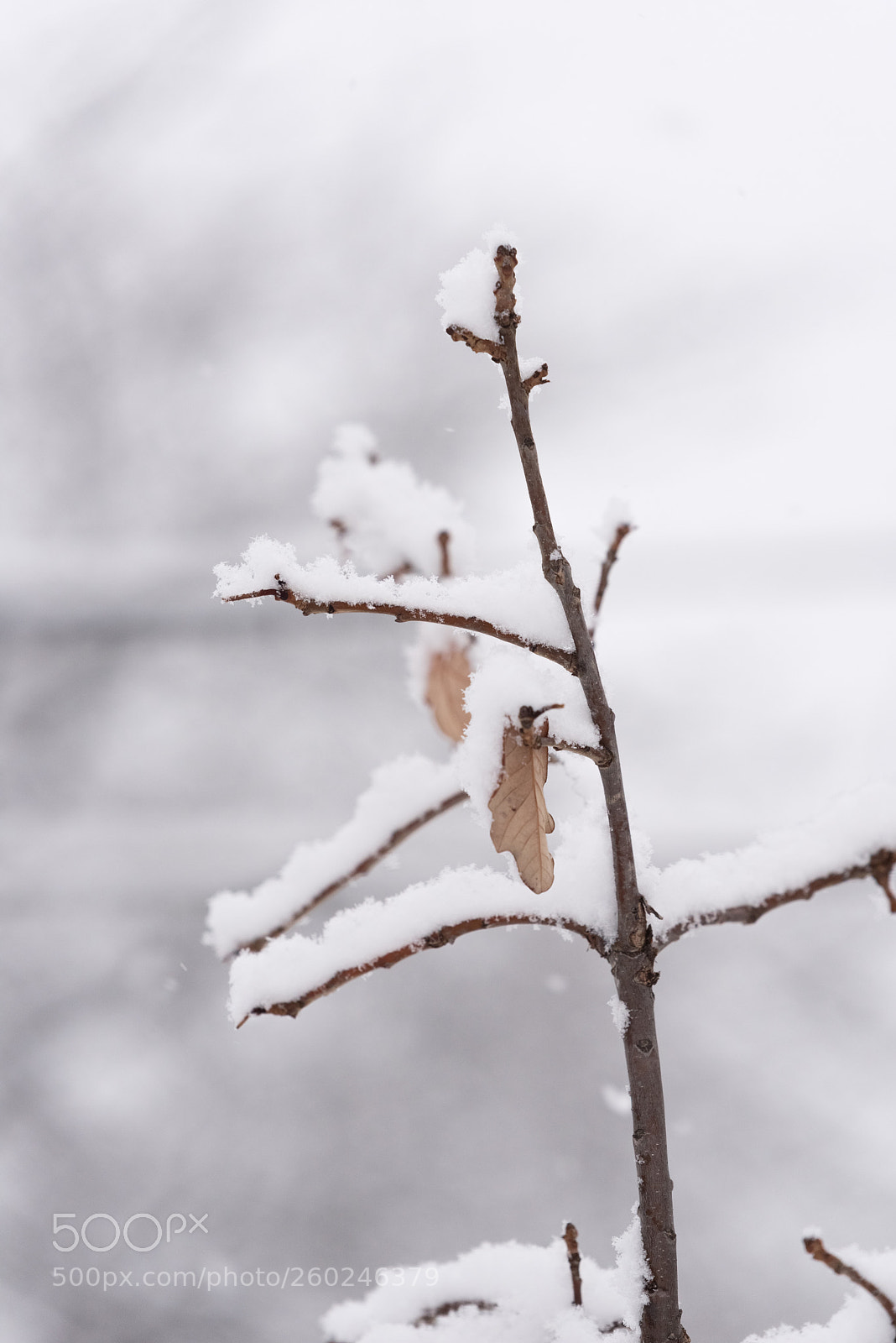 Nikon D750 sample photo. Tree branches under a photography