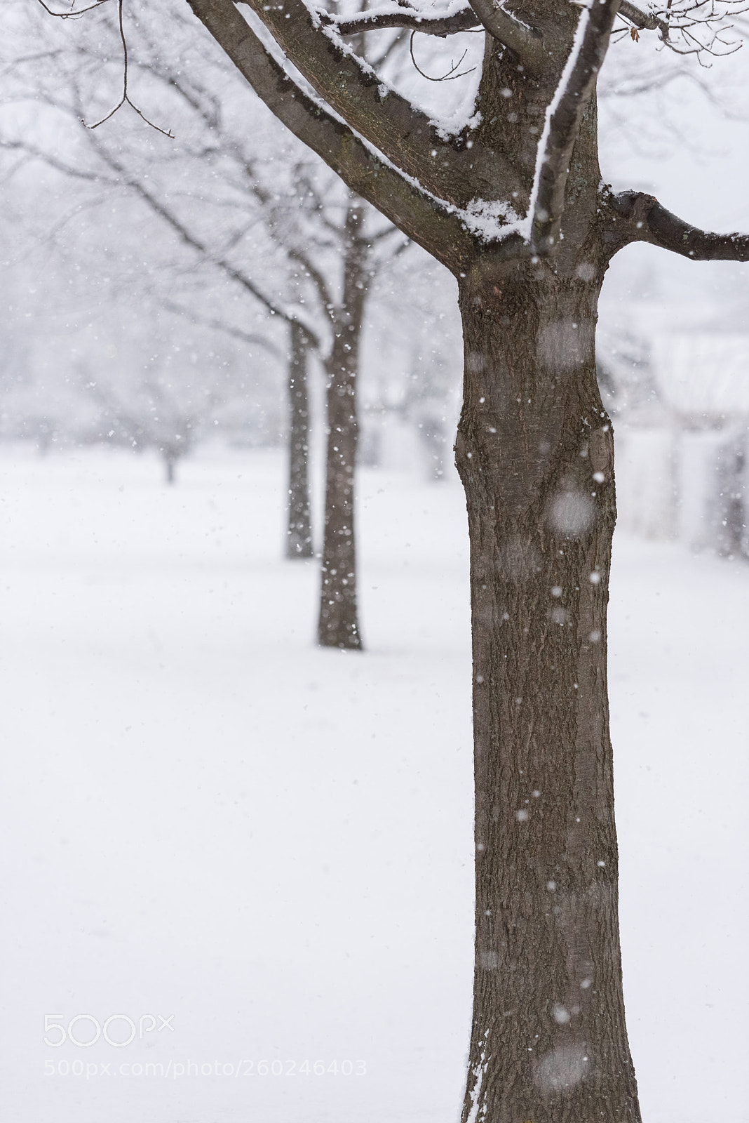 Nikon D750 sample photo. Tree branches under a photography