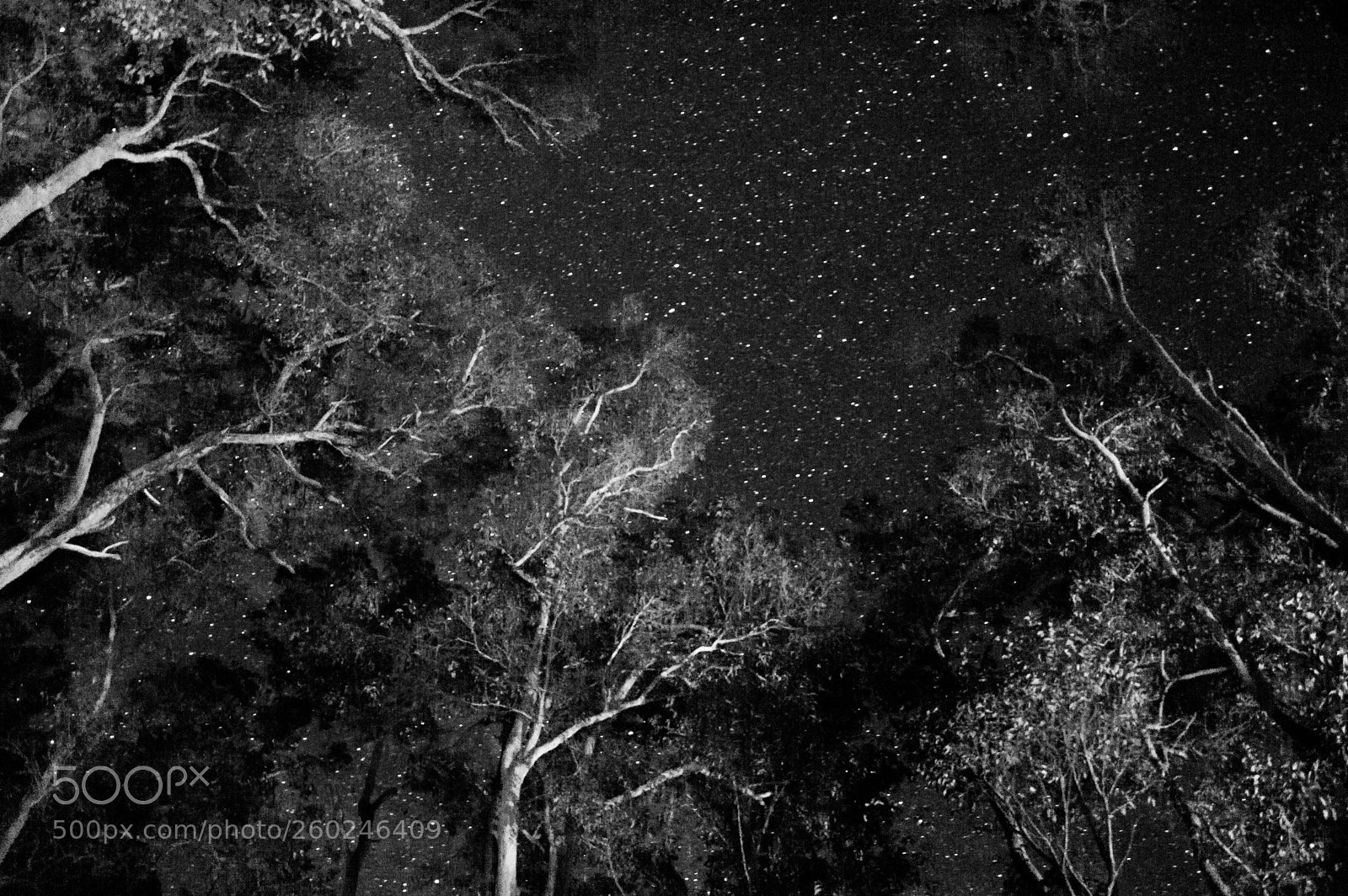 Nikon D3200 sample photo. Night in the bush photography