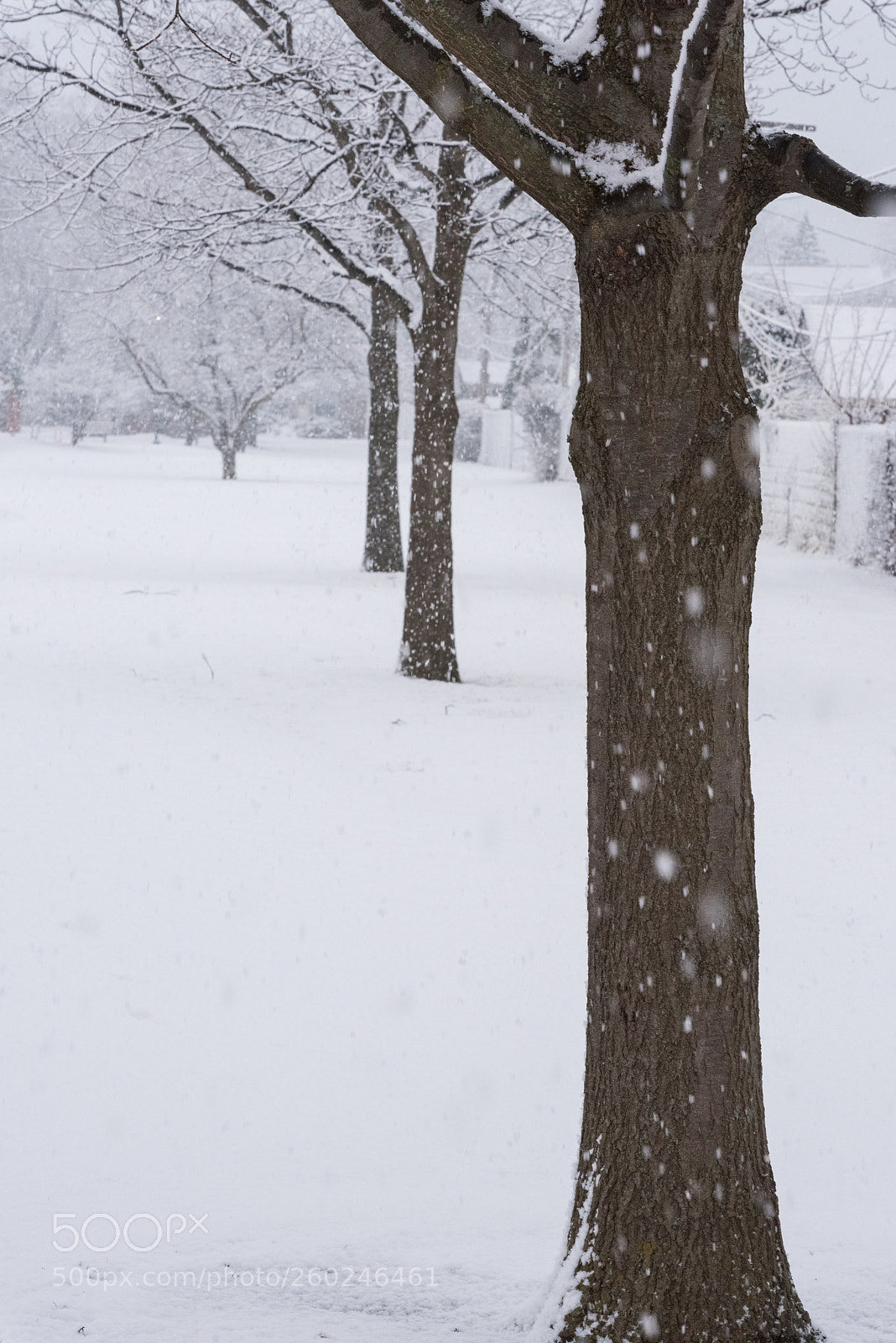 Nikon D750 sample photo. Tree branches under a photography