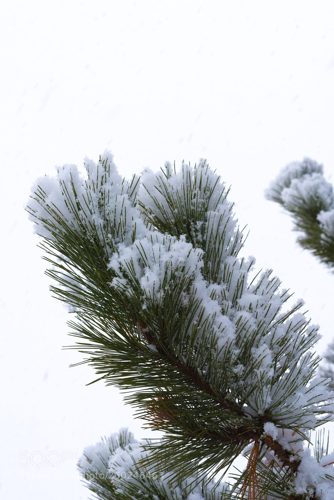 Nikon D750 sample photo. Tree branches under a photography