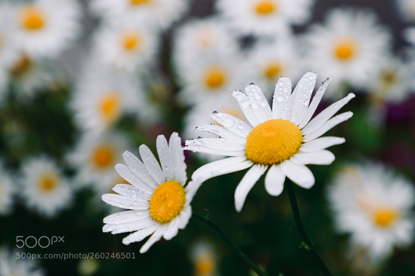 Canon EOS 6D Mark II sample photo. Flower photography