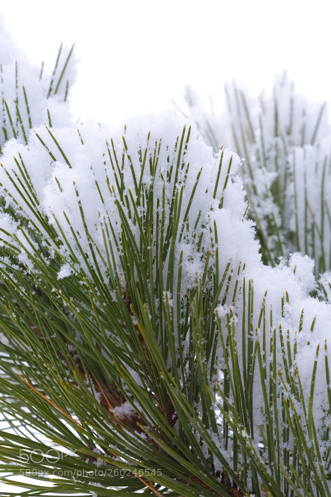 Nikon D750 sample photo. Tree branches under a photography