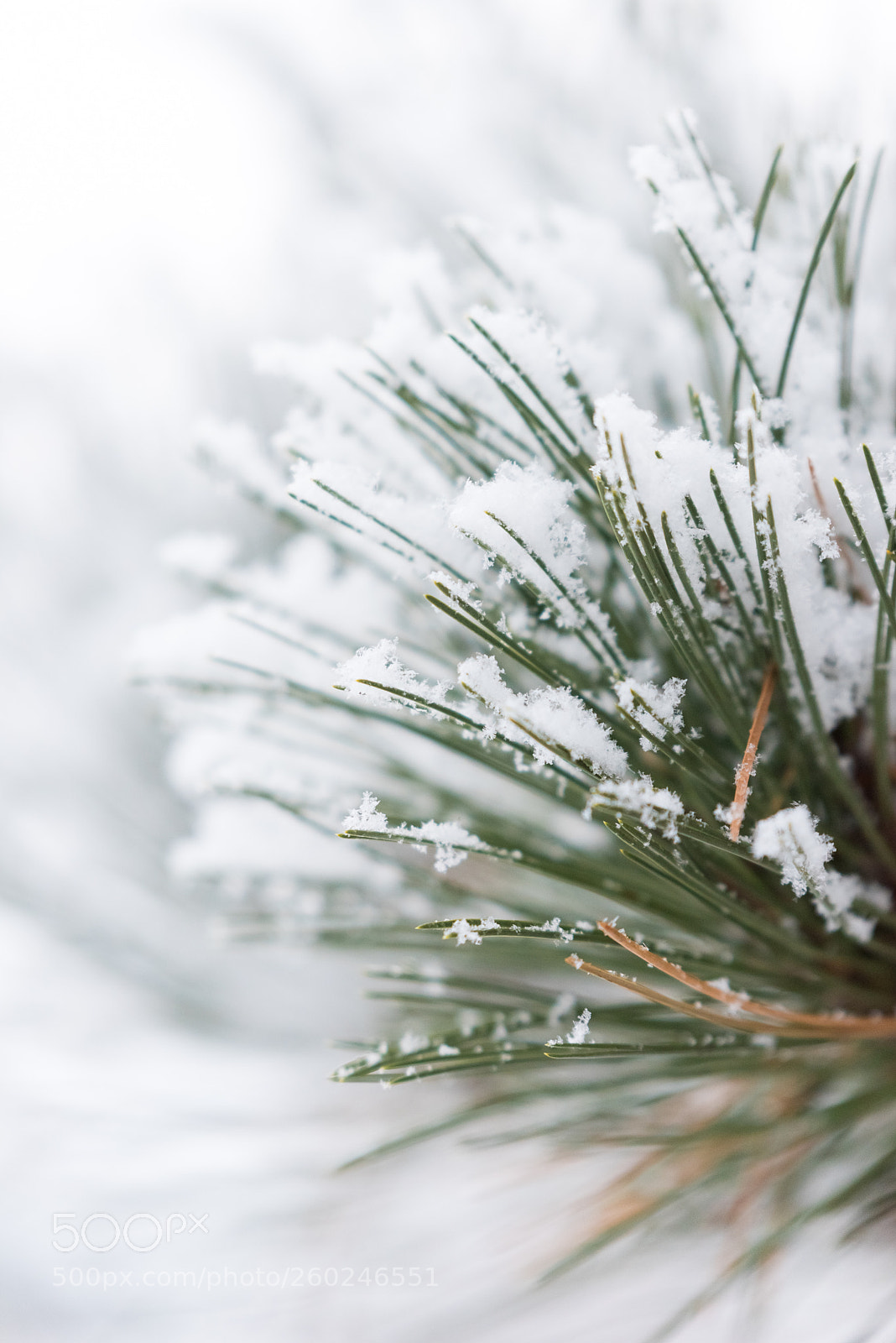 Nikon D750 sample photo. Tree branches under a photography