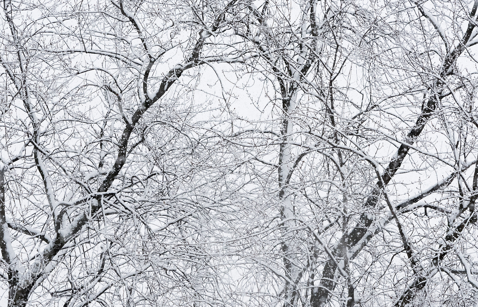 Nikon D750 sample photo. Tree branches under a photography