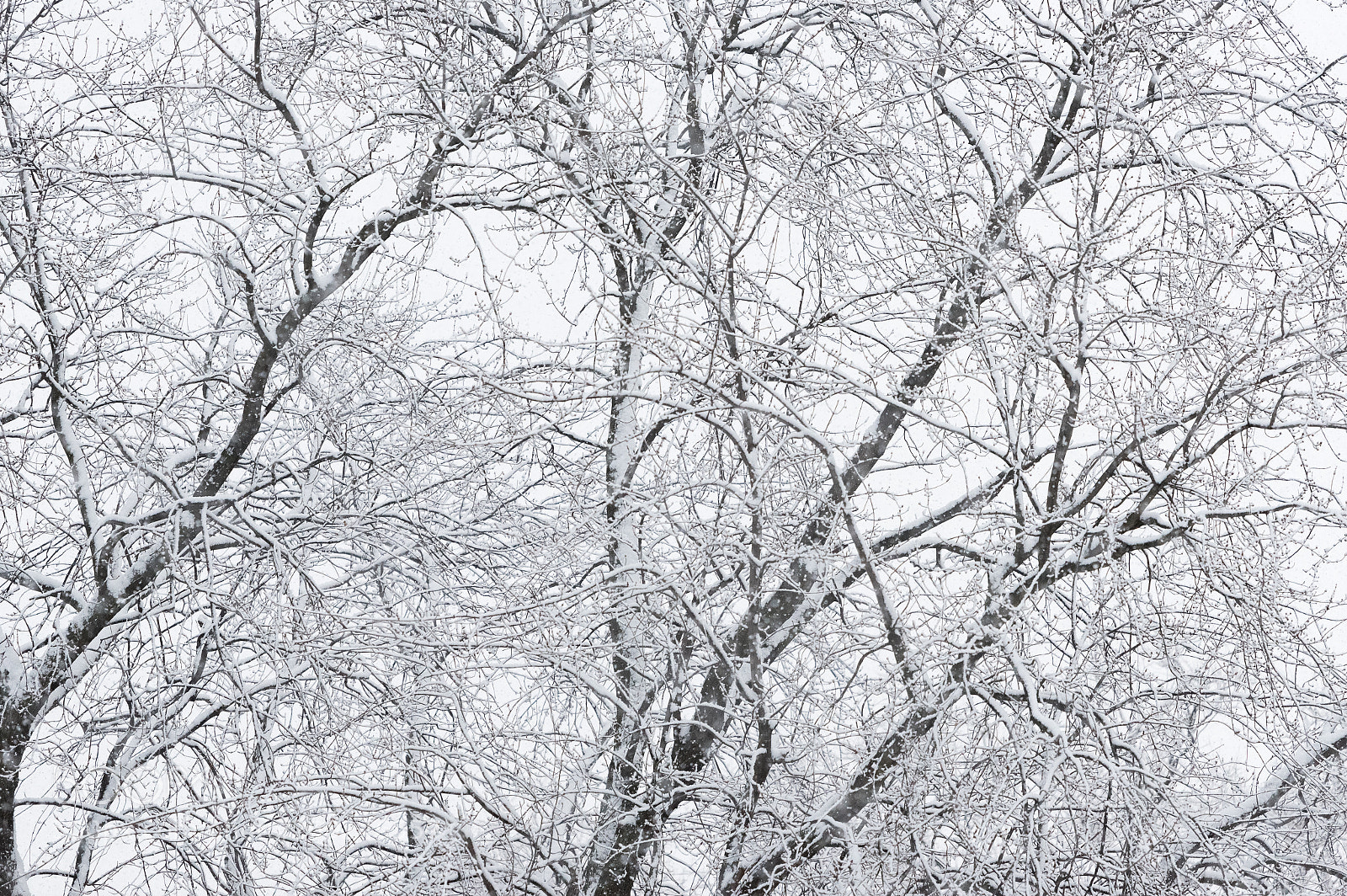 Nikon D750 sample photo. Tree branches under a photography