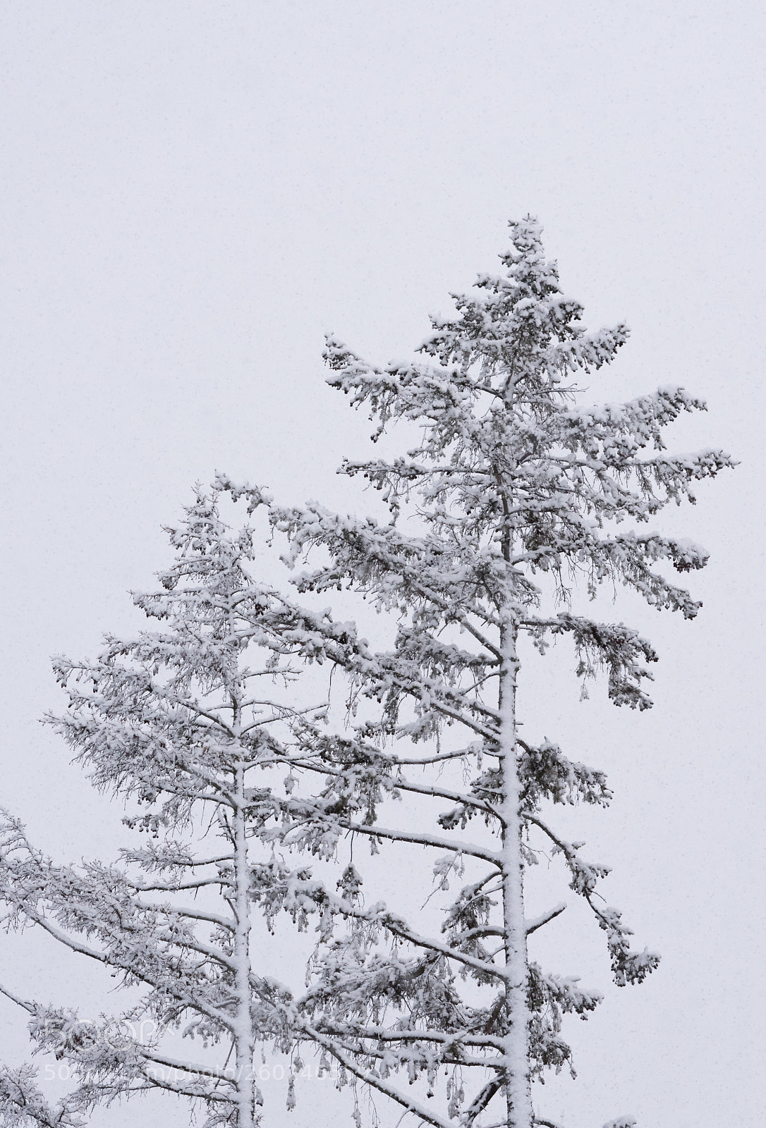 Nikon D750 sample photo. Tree branches under a photography