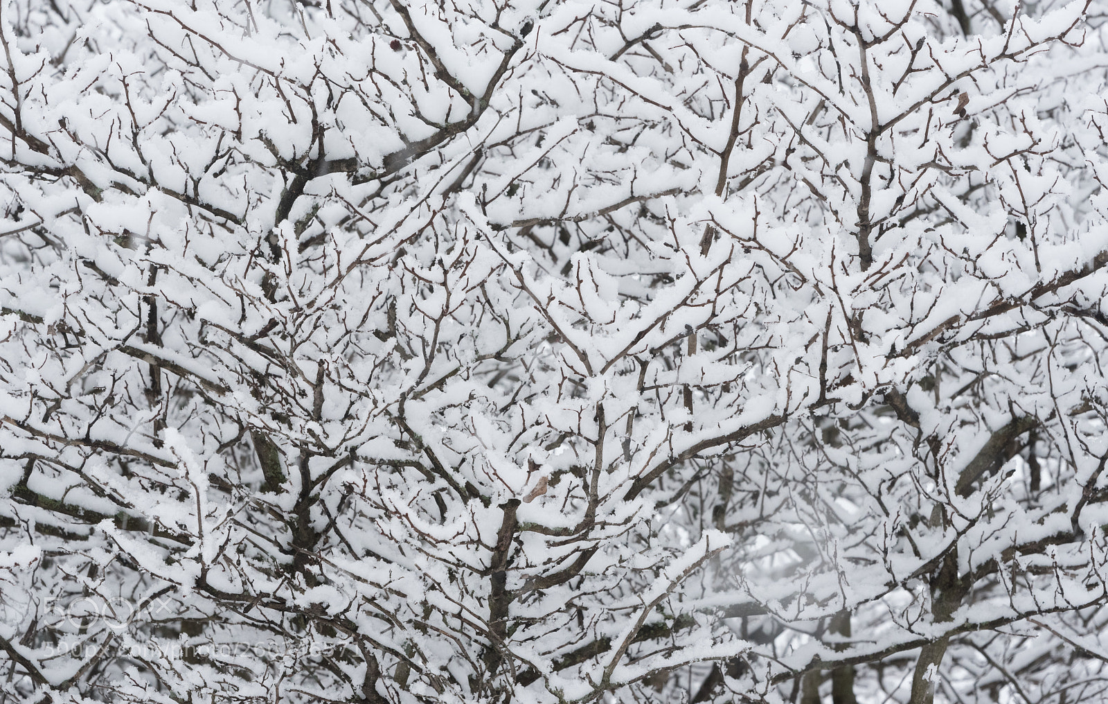 Nikon D750 sample photo. Tree branches under a photography