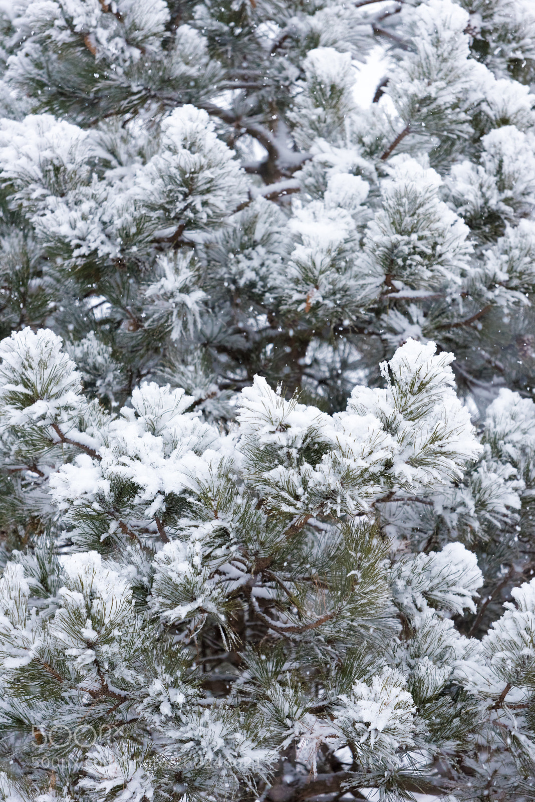 Nikon D750 sample photo. Tree branches under a photography
