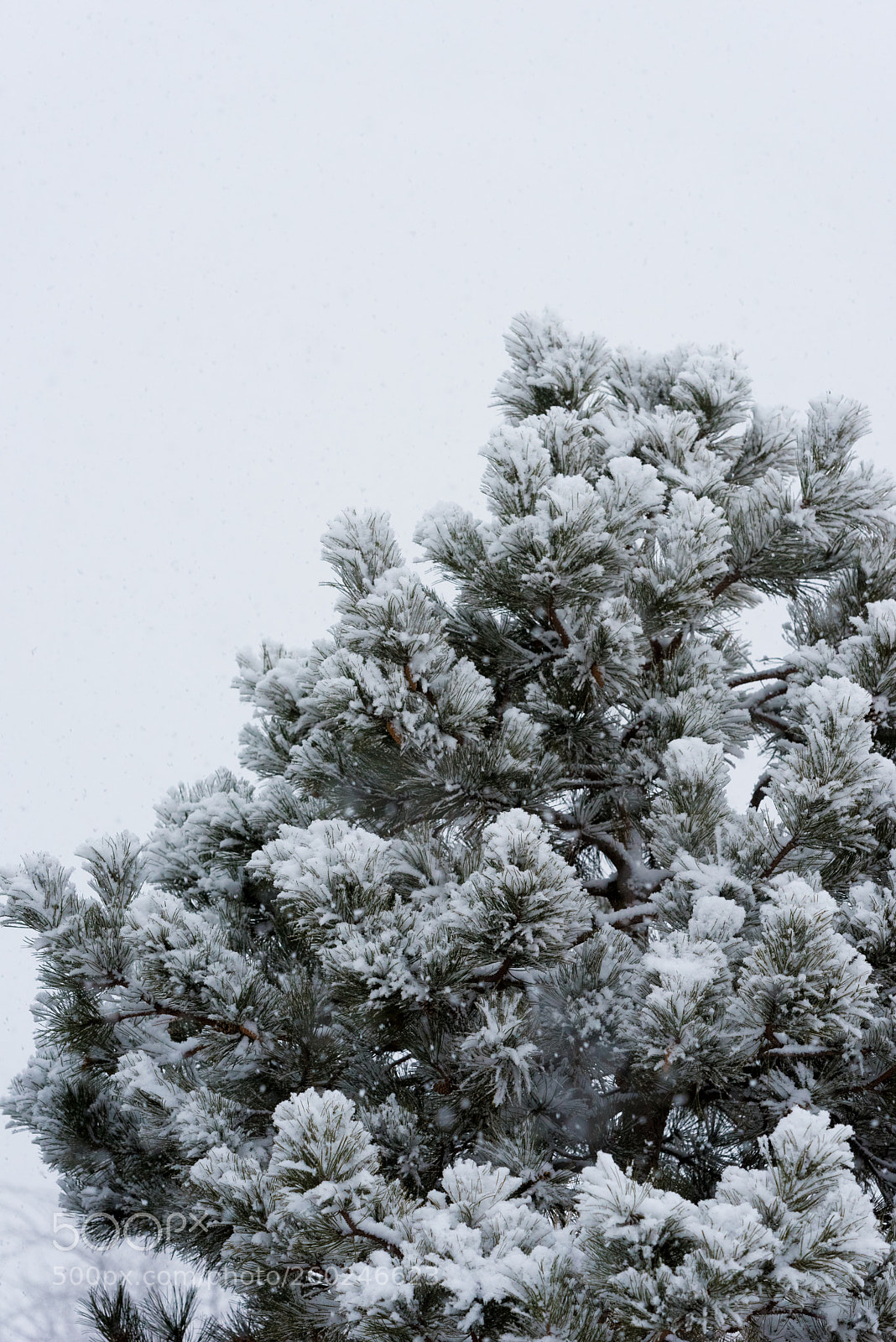 Nikon D750 sample photo. Tree branches under a photography